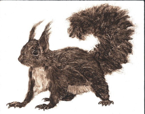 Squirrel4